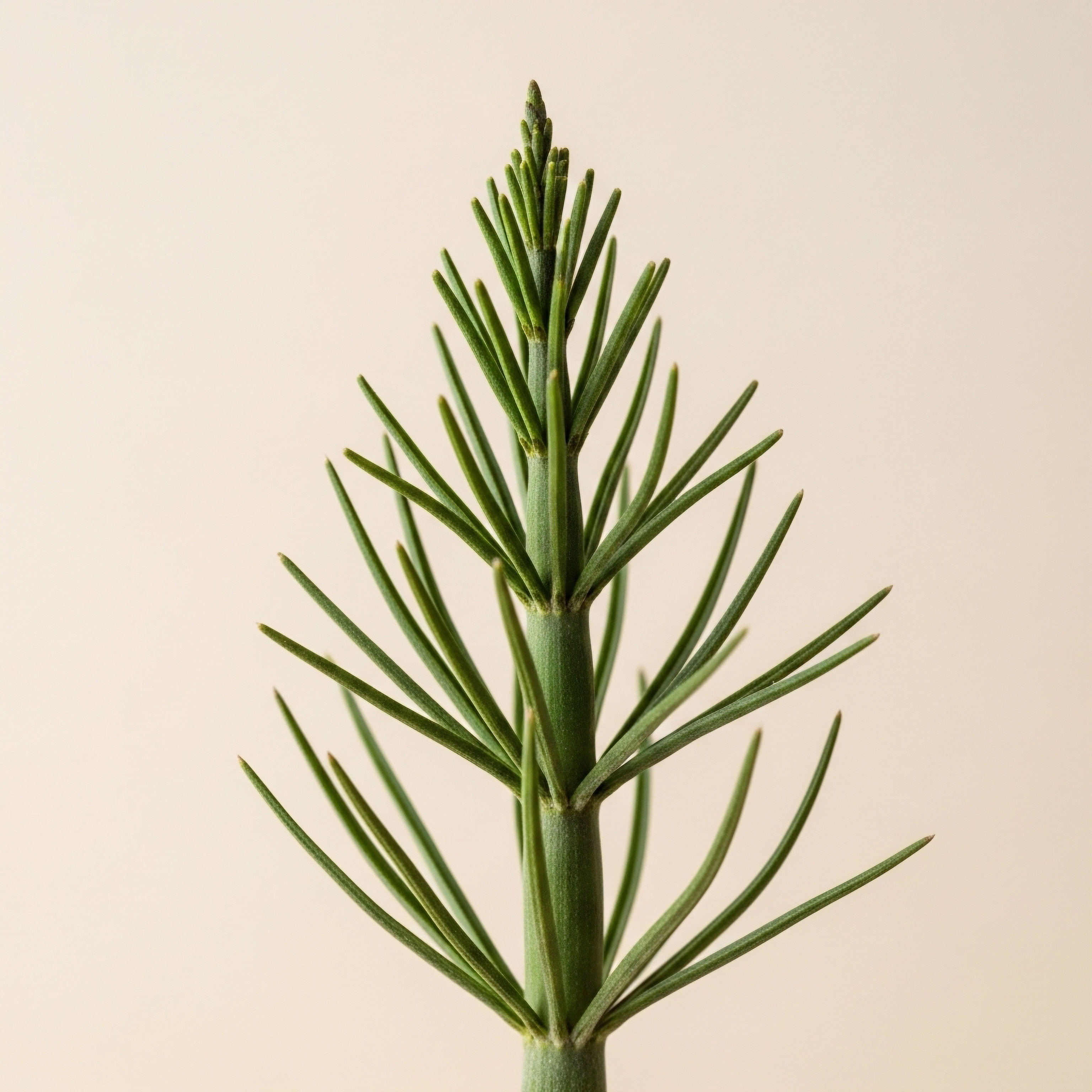 A green plant stem with symmetrical leaves symbolizes structured clinical protocols. It embodies hormone optimization, cellular regeneration, physiological balance, metabolic health, patient vitality, and systemic wellness