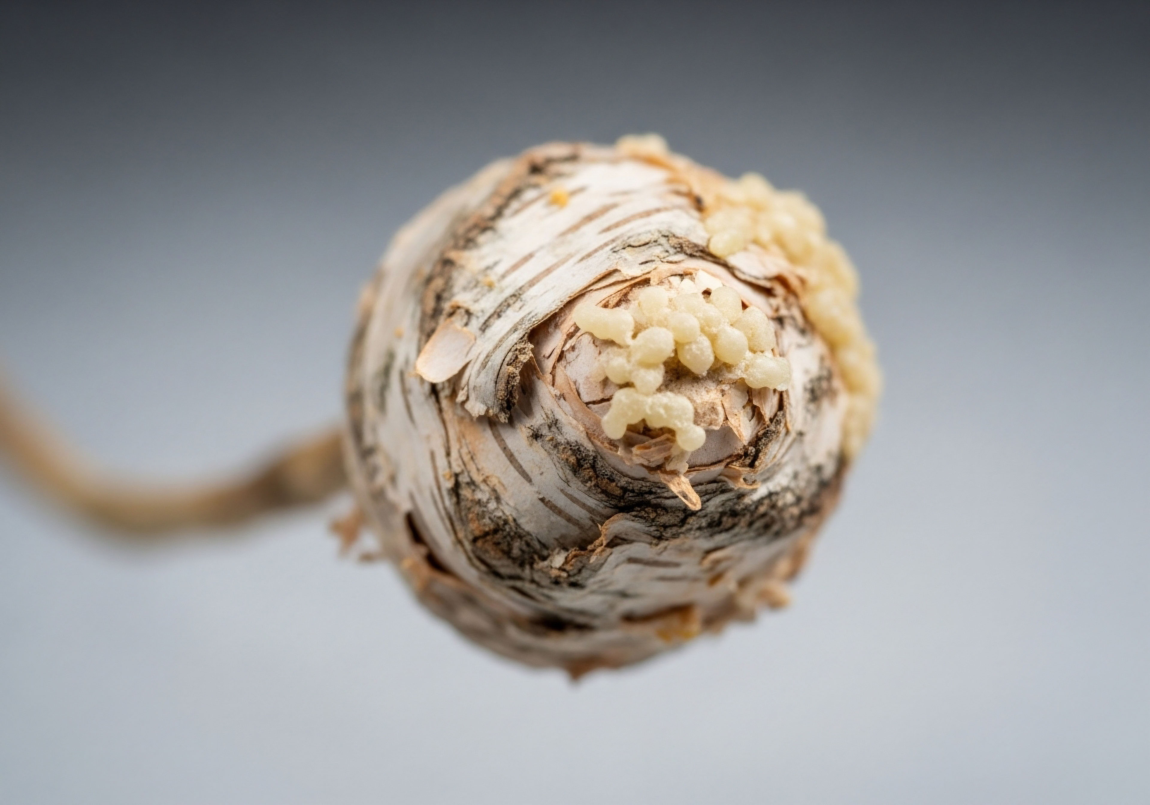 A spherical object with peeling, textured layers suggests cellular degradation from hormonal imbalance. Emerging granular formations symbolize cellular regeneration, indicating effective bioidentical hormone therapy