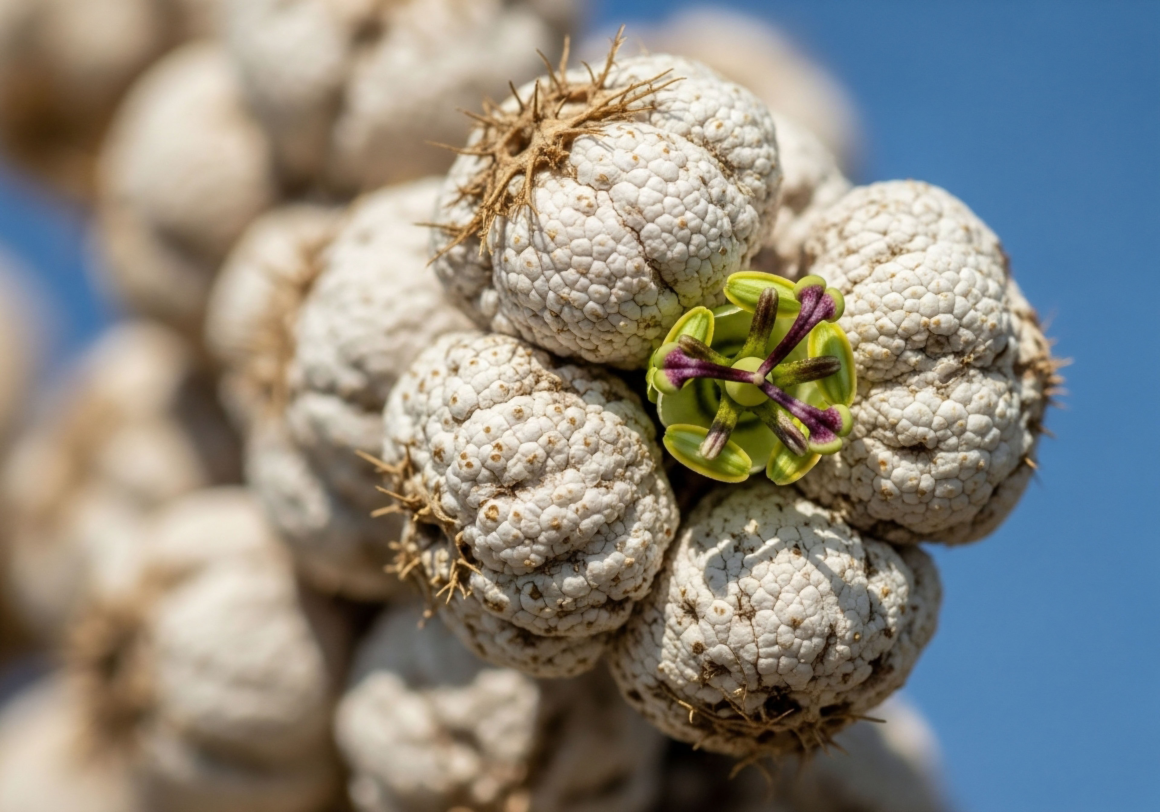 A macro photograph captures a cluster of textured, off-white, globular forms, one featuring a vibrant green and purple star-shaped bloom. This symbolizes the complex interplay of the endocrine system and the transformative potential of hormone optimization