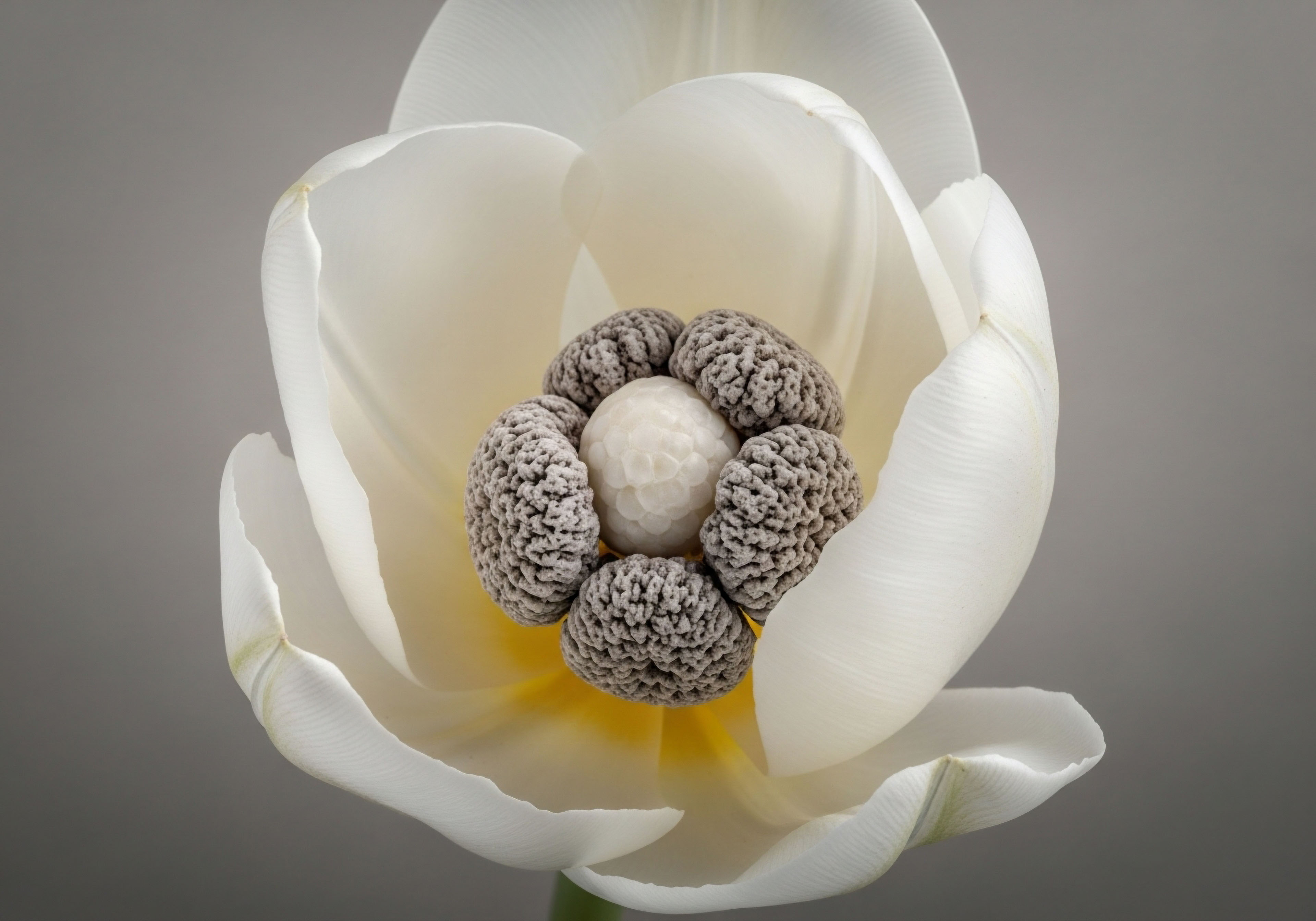 A white tulip-like bloom reveals its intricate core. Six textured, greyish anther-like structures encircle a smooth, white central pistil