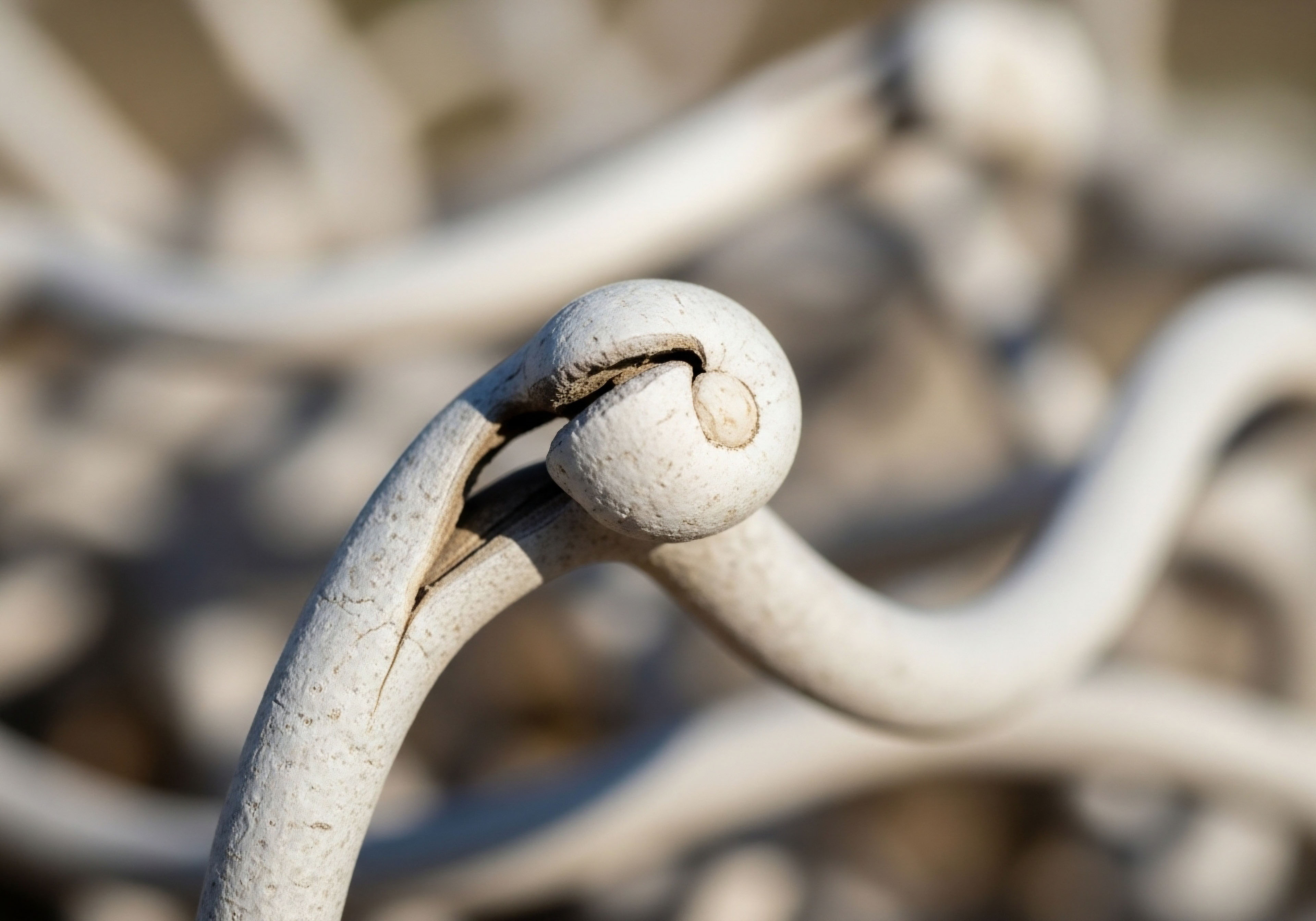 A distinct, aged, white organic form with a precisely rounded end and surface fissures dominates, suggesting the intricate pathways of the endocrine system. The texture hints at cellular aging, emphasizing the need for advanced peptide protocols and hormone optimization for metabolic health and bone mineral density support