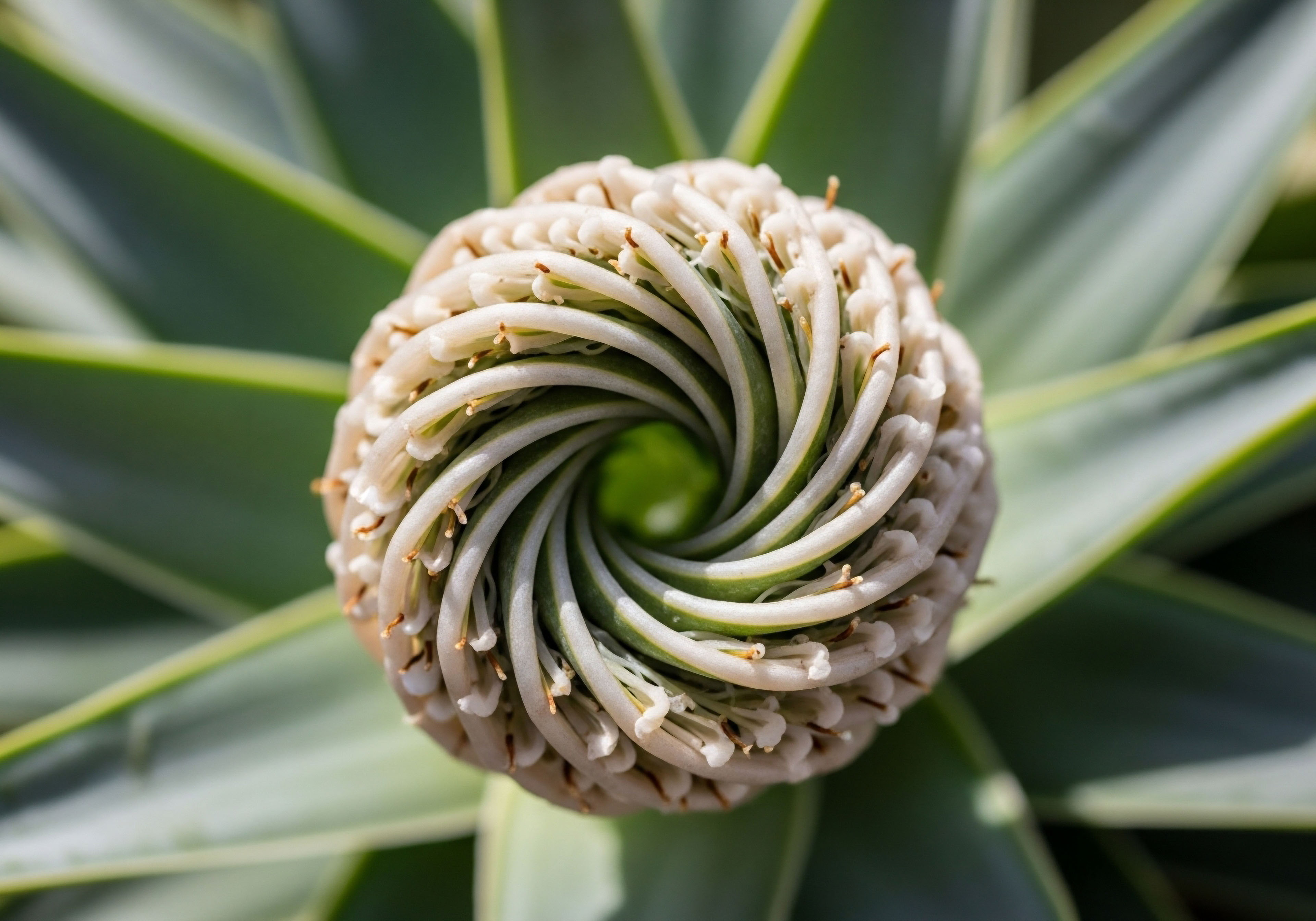 A plant's central growth point forms an intricate spiral of light green and pale cream structures, radiating outward. This natural precision mirrors the meticulous approach to hormone optimization, aiming for endocrine homeostasis