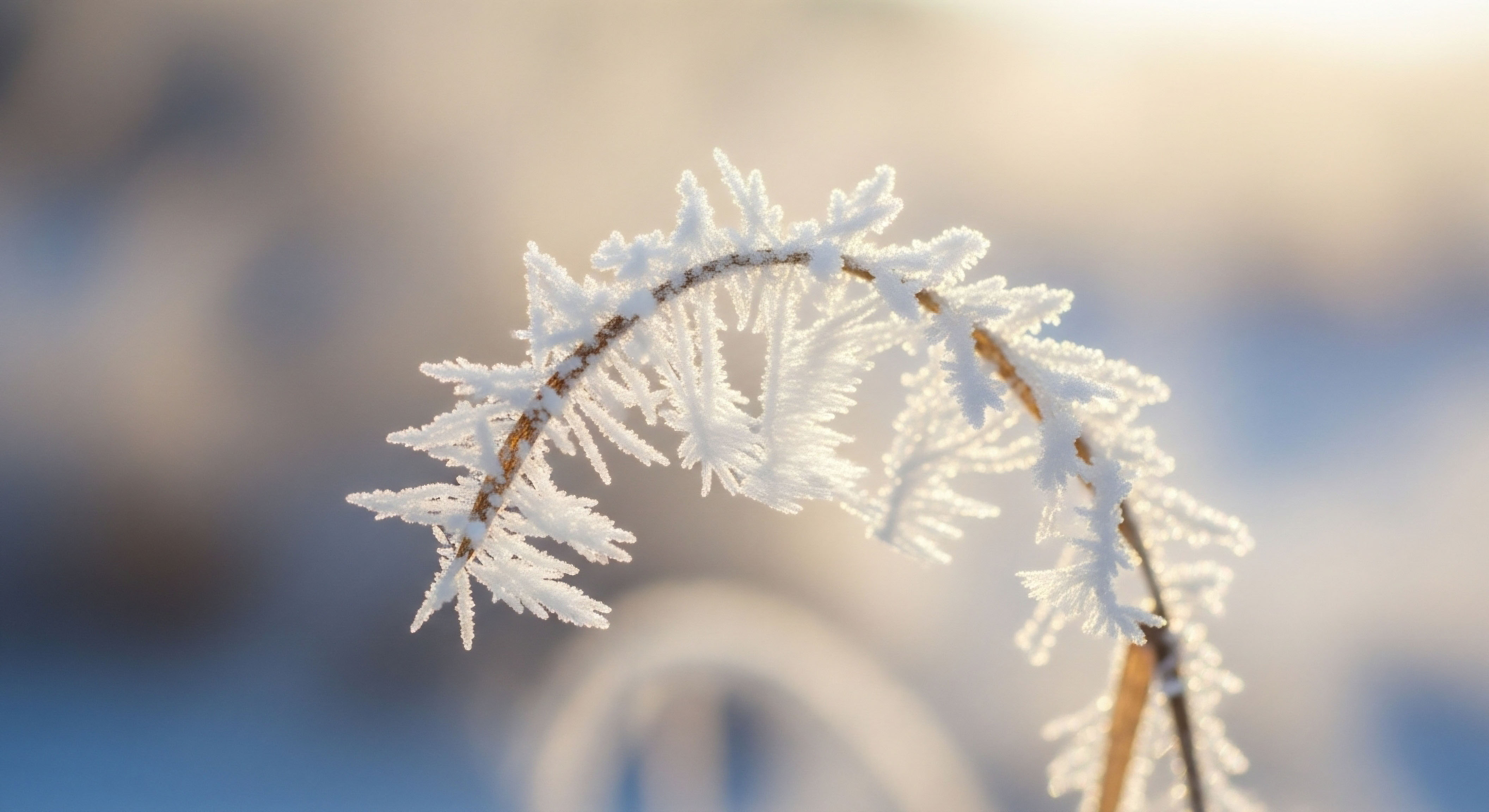 Intricate hoarfrost crystals on a plant stem embody delicate cellular function and endocrine balance. This visualizes hormone optimization and metabolic health achieved through precision medicine and therapeutic protocols for vitality restoration