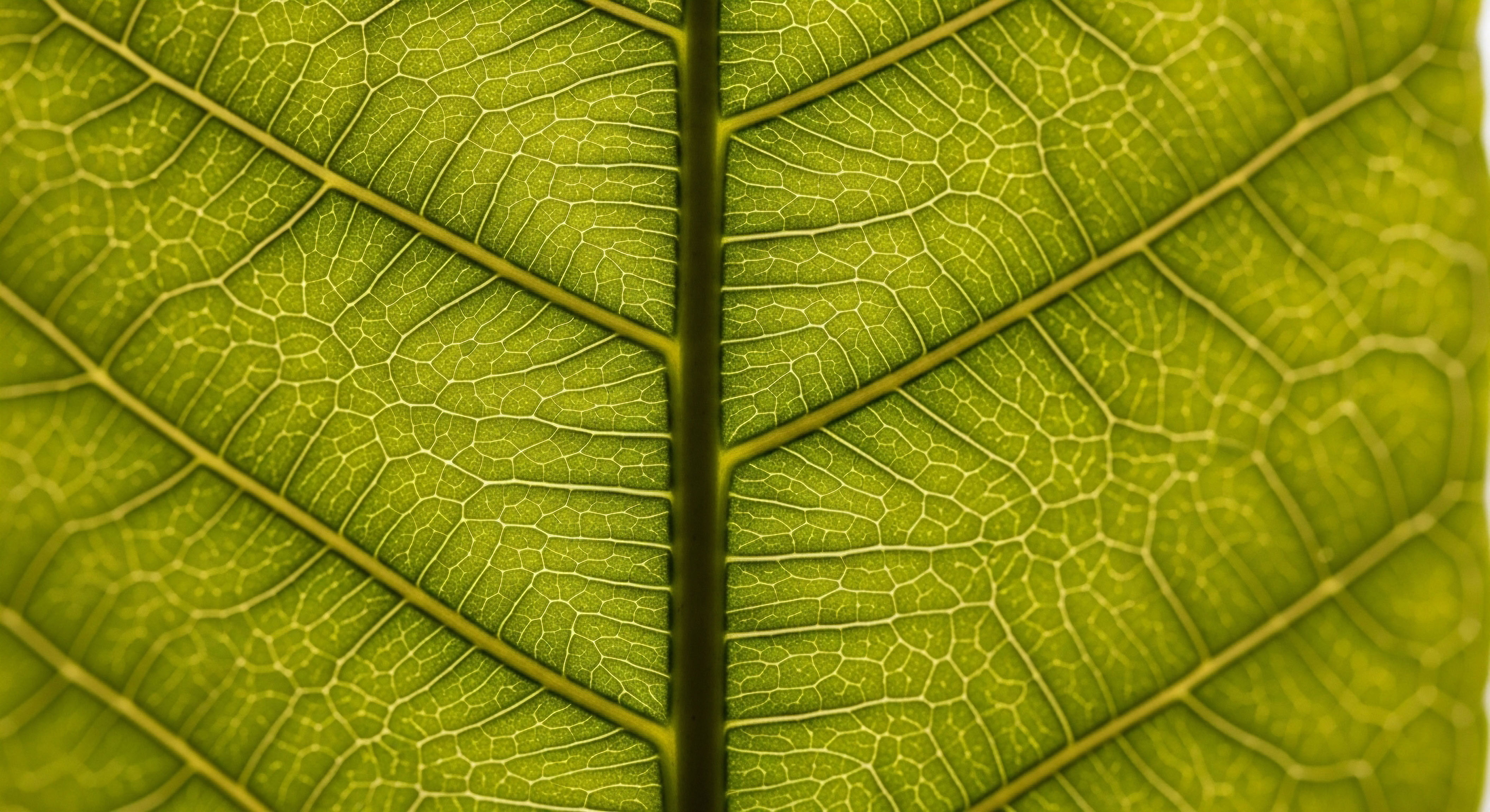 Vibrant leaf venation highlights cellular architecture supporting nutrient assimilation and biological pathways. This reflects metabolic health, tissue regeneration, hormone optimization, and endocrine regulation for clinical wellness.