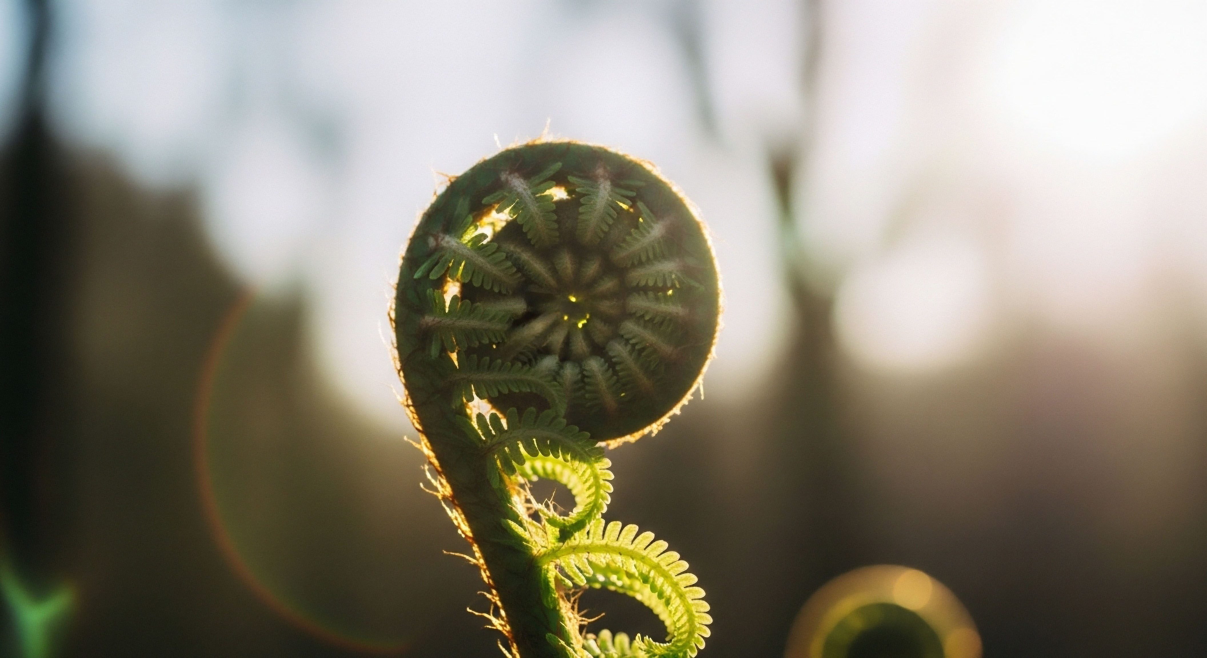 A sunlit, new fern frond vividly symbolizes inherent cellular regeneration and physiological restoration. This evokes optimal endocrine balance achieved through hormone optimization, leading to improved metabolic health, robust tissue repair, and profound patient wellness via targeted clinical protocols
