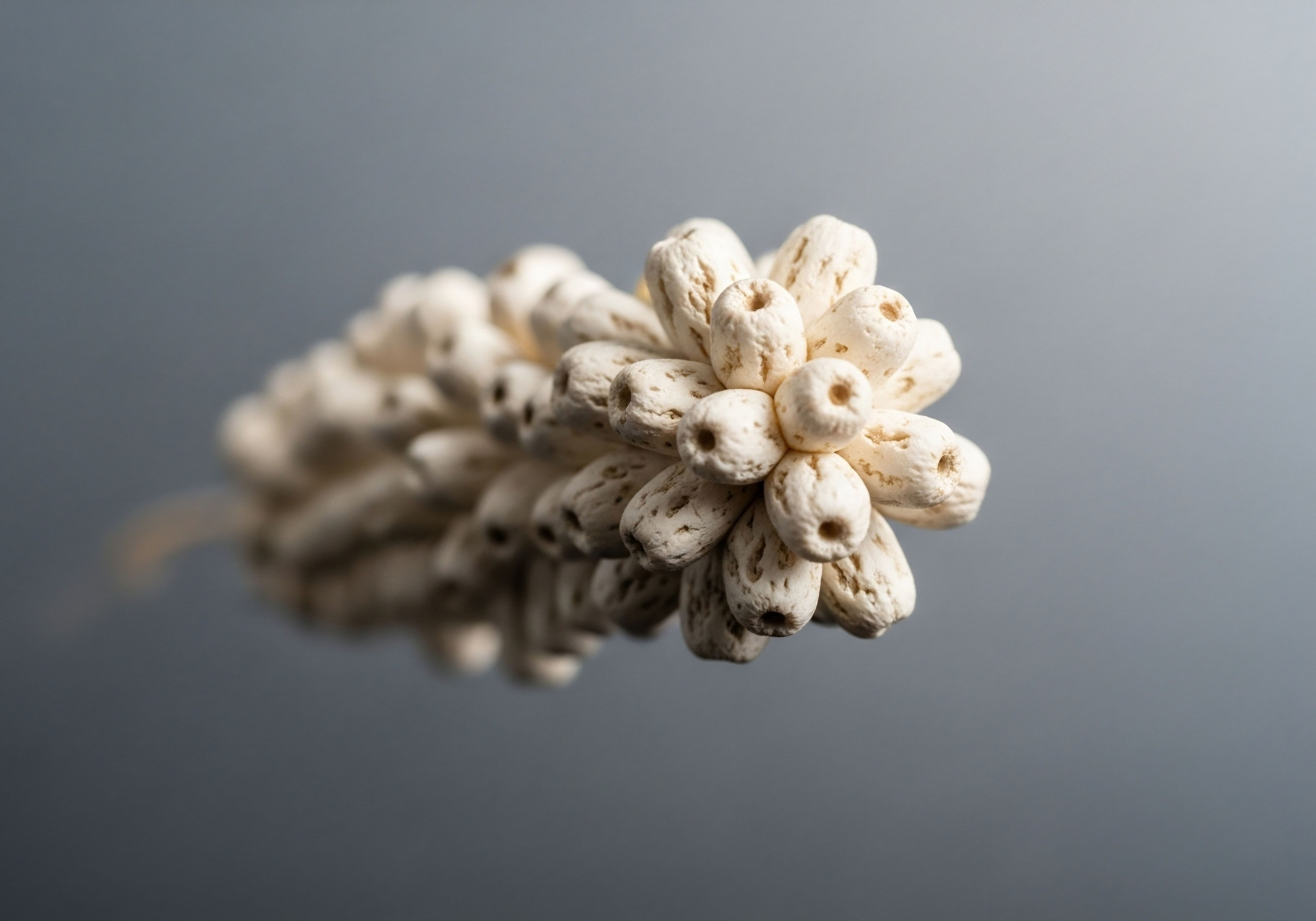 A macro photograph reveals a cluster of textured, off-white, bead-like structures. This symbolizes the precise, individualized components of a Hormone Replacement Therapy HRT protocol