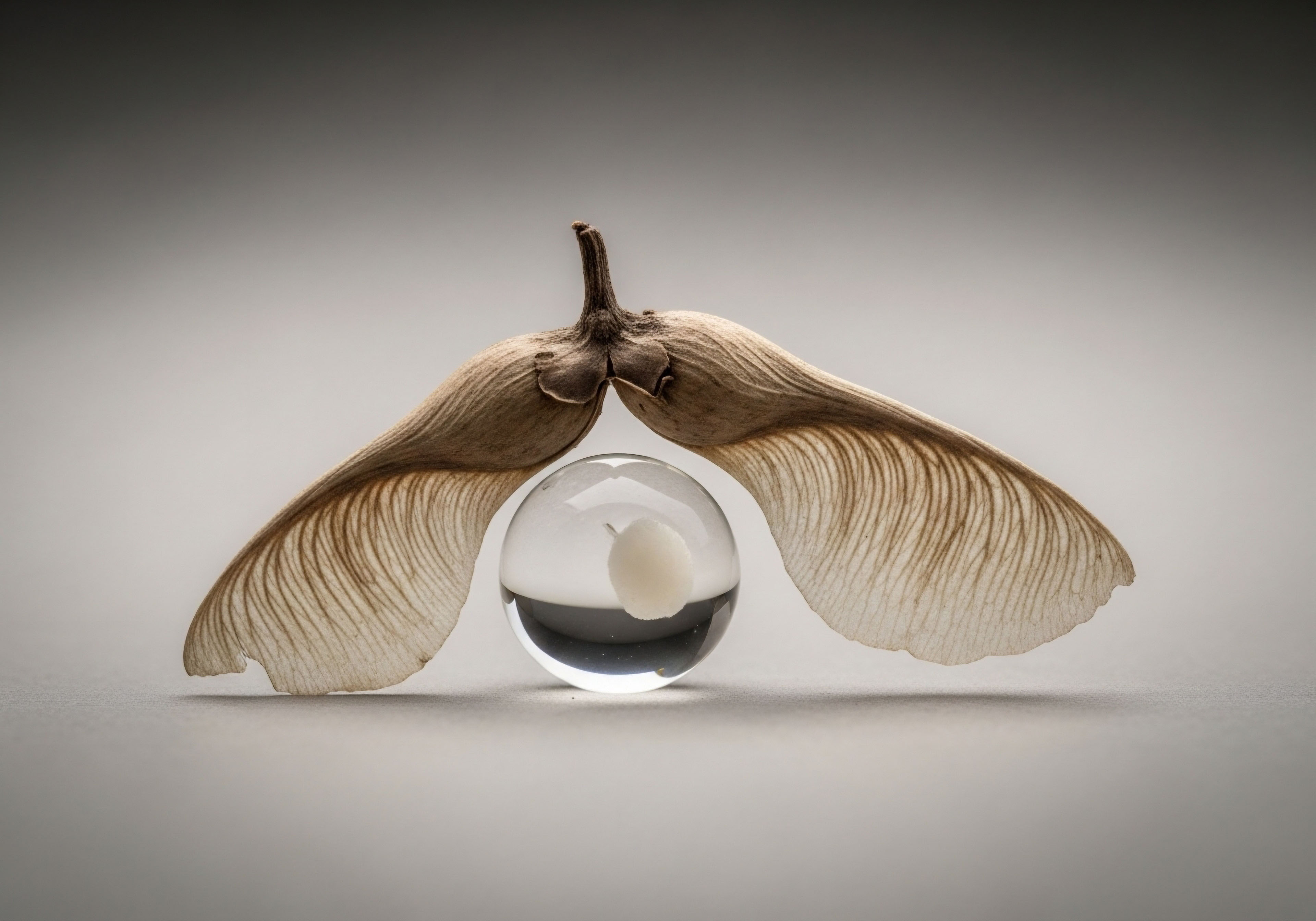 A dried maple samara delicately arches over a clear sphere, representing precision medicine and peptide therapy in hormone optimization. This visualizes cellular function, metabolic health, endocrine balance, clinical wellness, and the patient journey