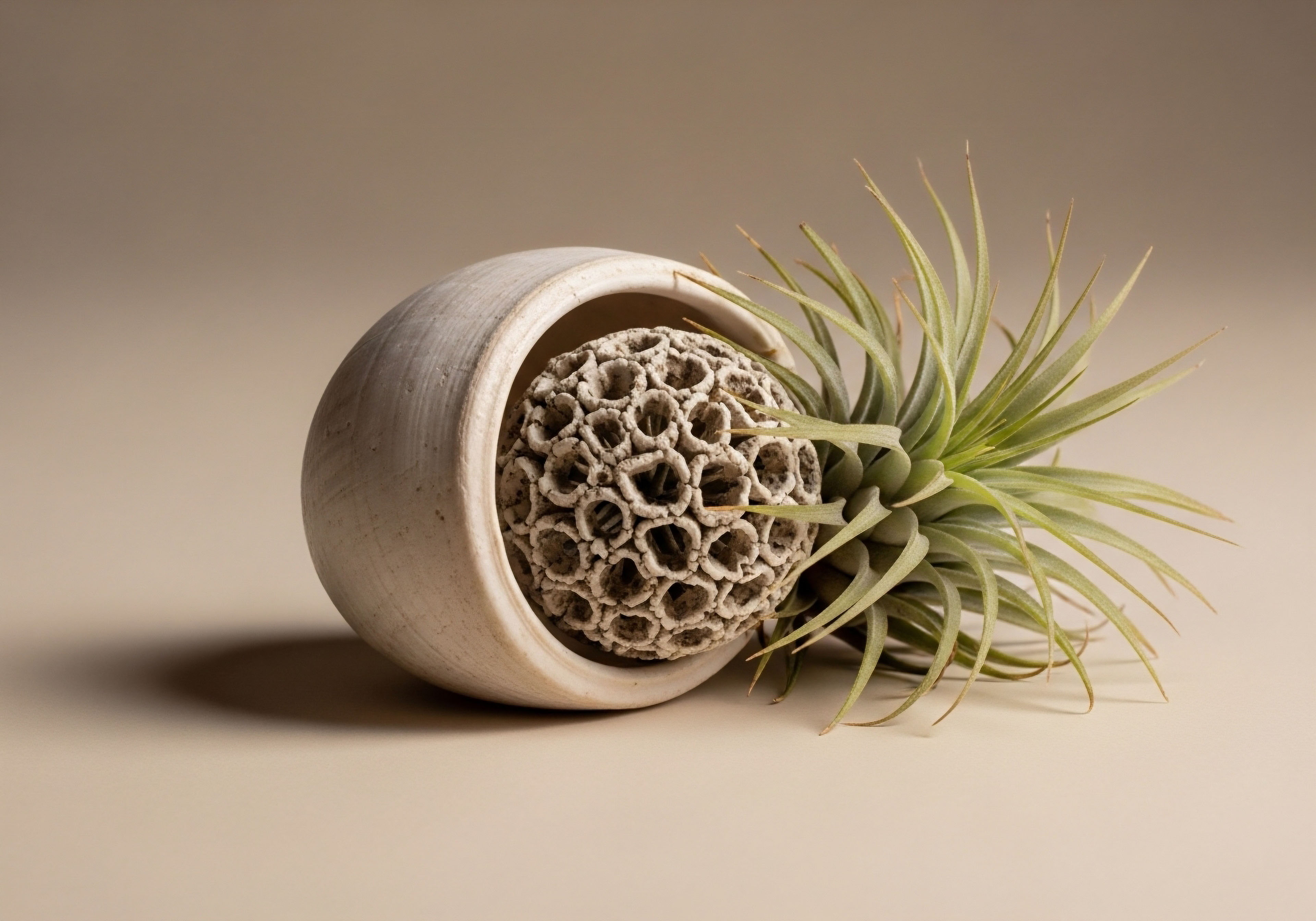 A textured sphere and vibrant air plant within a vessel, symbolizing cellular repair and metabolic health. This represents hormone optimization via peptide therapy, promoting physiological restoration and endocrine balance through clinical protocols for patient wellness