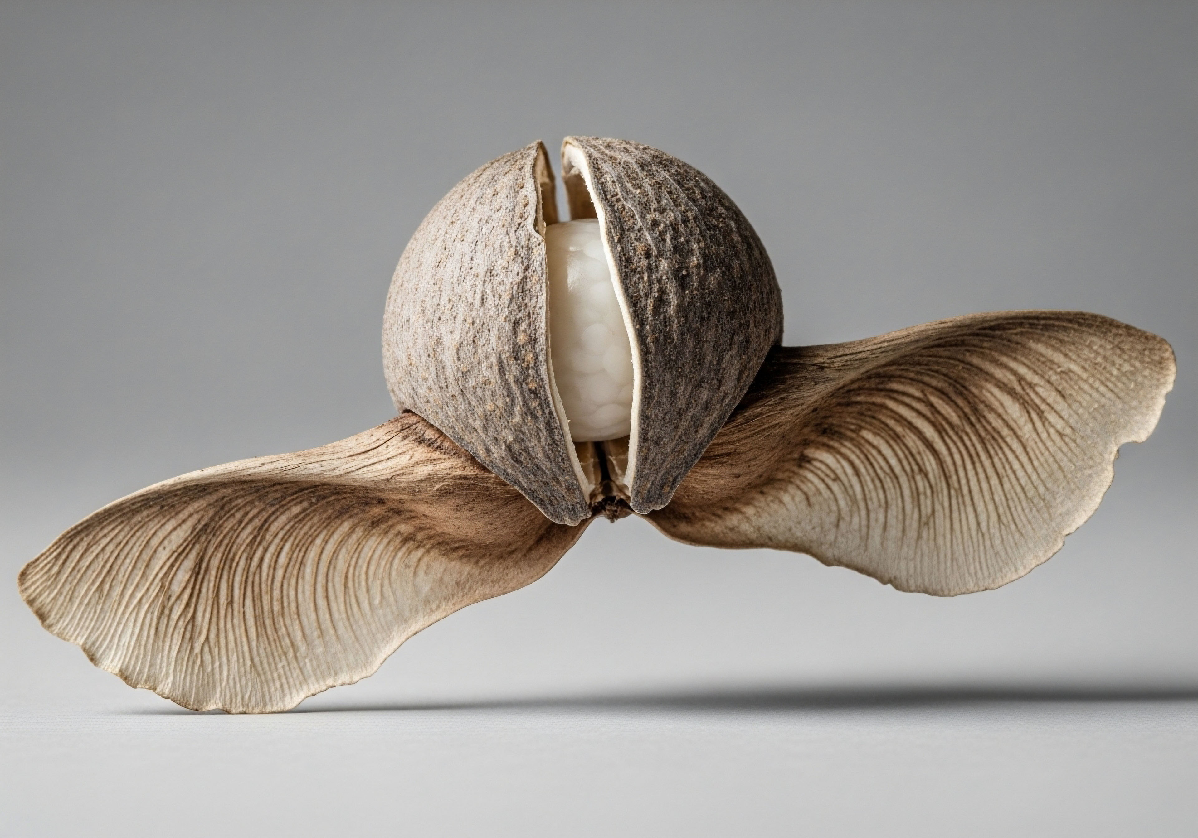 A split, textured seed pod reveals a smooth, white, elongated capsule, flanked by broad, veined wings. This embodies the precise delivery of bioidentical hormone pellets for Testosterone Replacement Therapy